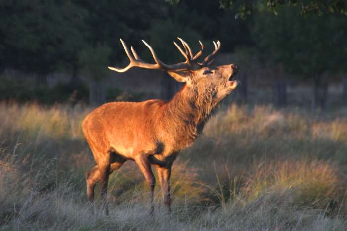 Bleats To Grunts - Deer Sounds And What They Mean » Targetcrazy.com