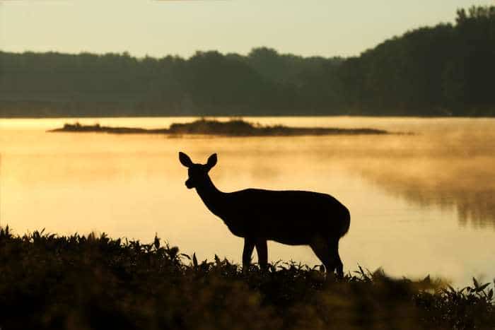 Field And Stream Deer Activity Charts