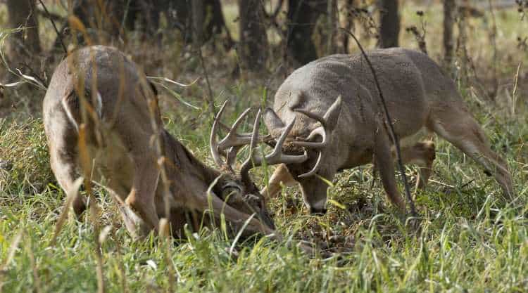 white tailed deer fighting