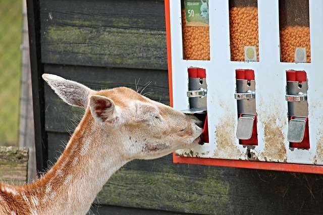 deer feeding information