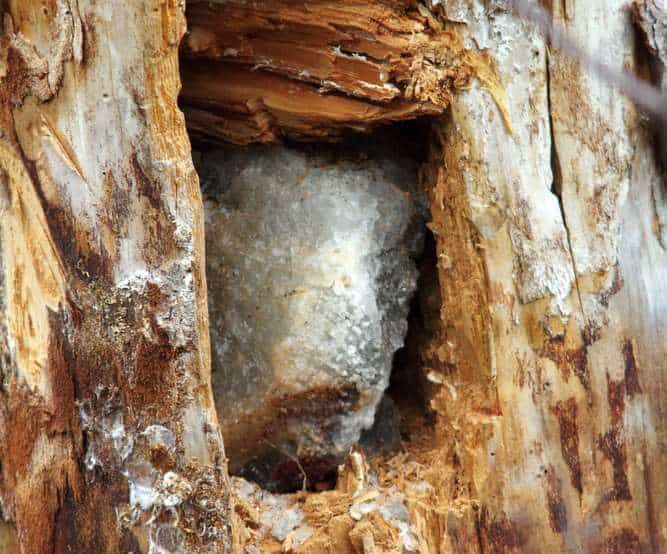 Deer salt block inside a tree-trunk