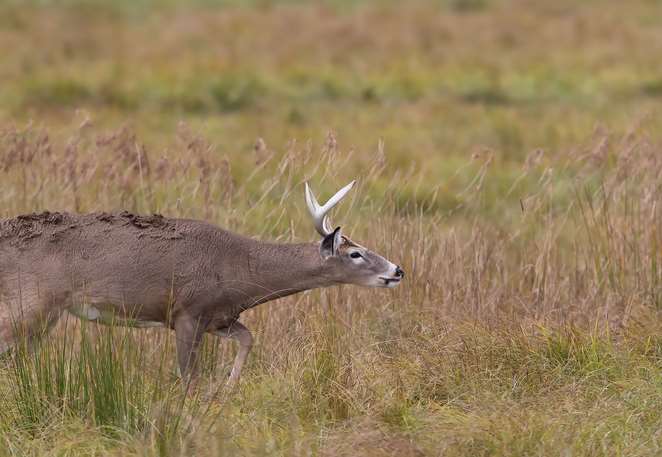 A white-tailed deer sniffing the air