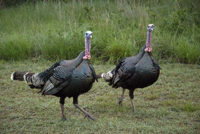 Wild Turkey Sounds and What They Mean » 