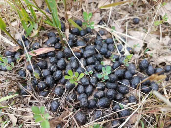 What Does Deer Poop Look Like Identifying Scat Targetcrazy Com   Deer Poop 