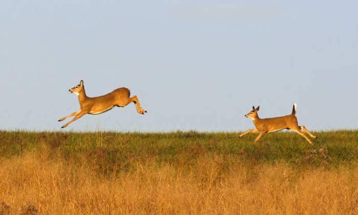 Whitetail Deer on the Run