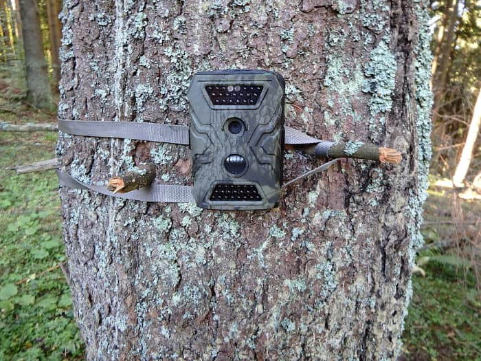 Trail camera setup on a tree