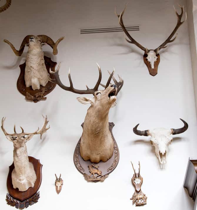 cool deer skull mounts