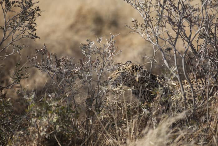 A leopard stalking