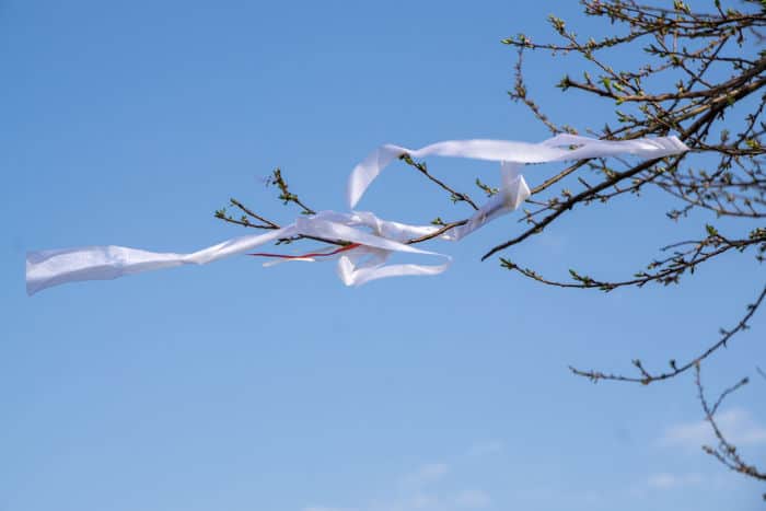 finding wind direction using tree ribbons