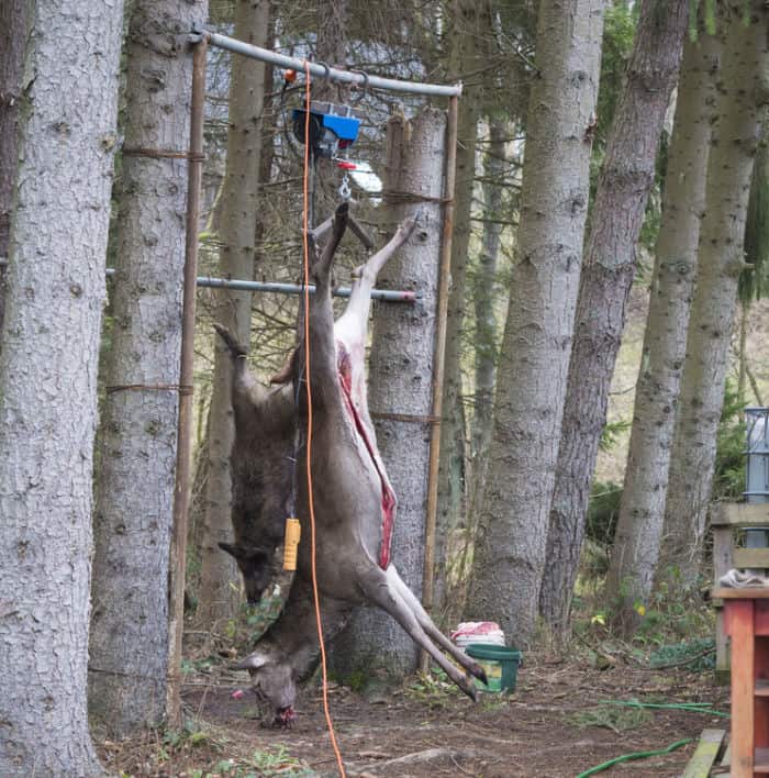 Should You Hang a Deer by Head Or Legs? 