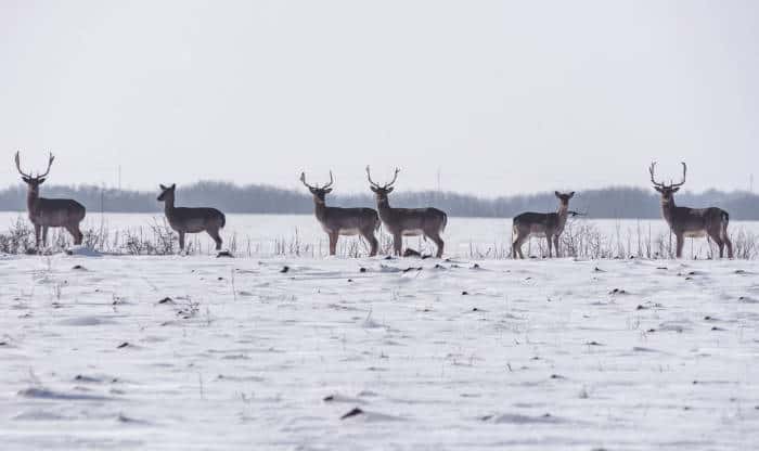 Herd of wild deer in winter