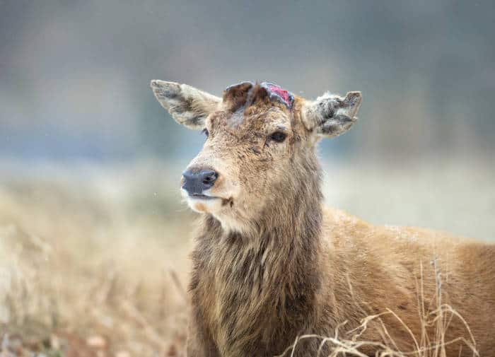 Red deer with shed antlers