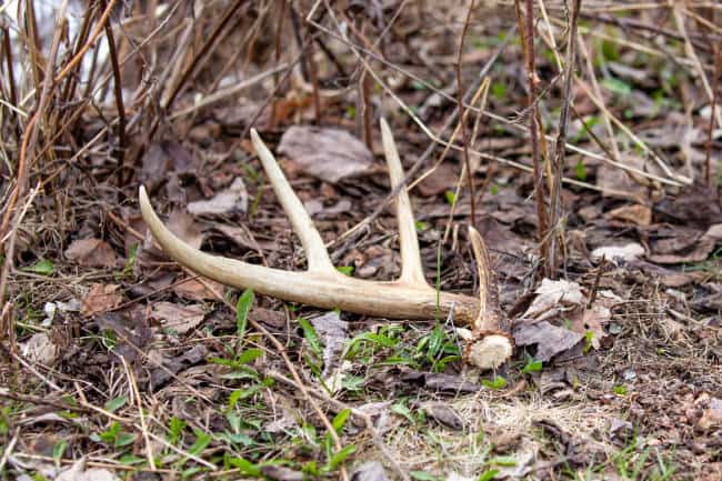 White tail deer antler lying on the forest ground