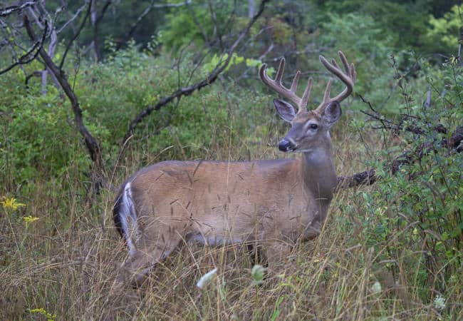 Whitetail with velvet antlers in summer in canada