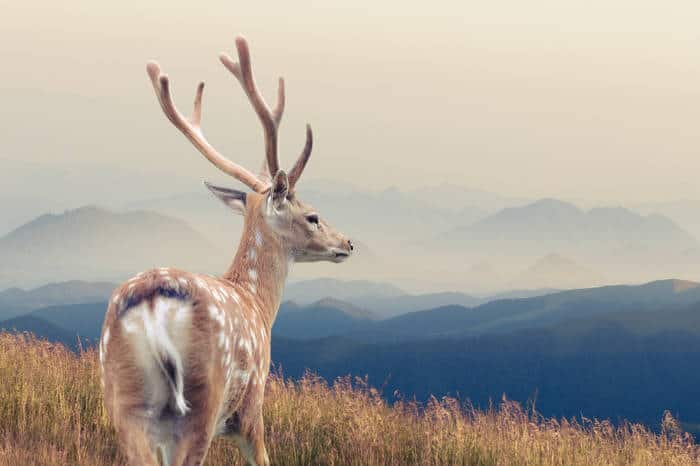 Whitetail Deer standing in grass on a mountain