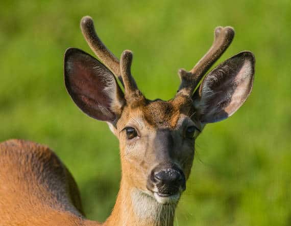 Nature curiosity: How do antlers grow so fast?