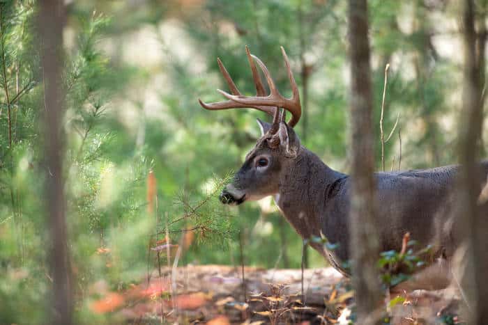 The Whitetail Antler Growth Cycle: What It Means for Management ...