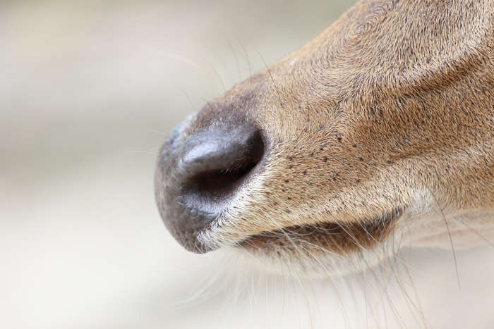 A closeup of a whiltetail deer nose