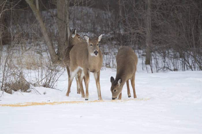 Three whitetail deer eating corn