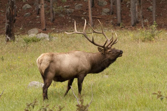 mule deer vs elk